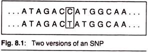 Two Versions of an SNP