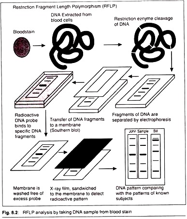 RFLP Analysis