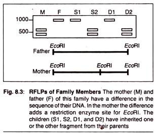 RFLPs of Family Members