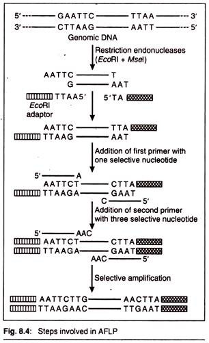 Steps Involved in AFLP