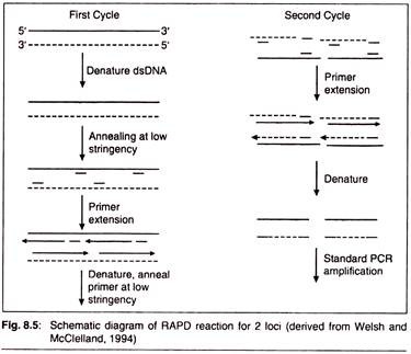 RAPD Reaction for 2 loci