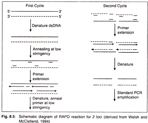 DNA Fingerprinting VNTRs loci